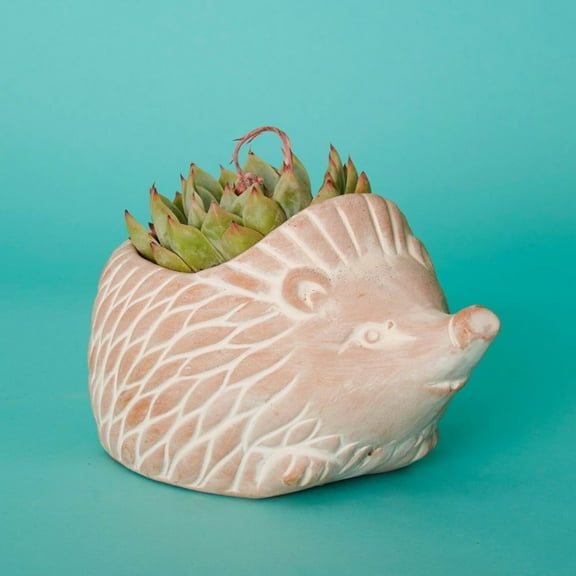 Small Terracotta Hedgehog Pot