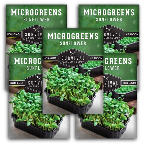 Sunflower Seeds for Sprouting Microgreens - Full Sun Annual Vegetable - 5 Packs