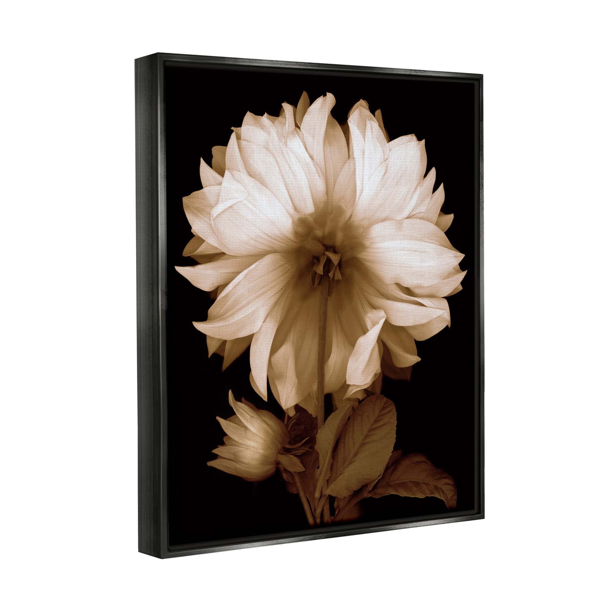Stupell Modern Sepia Mum Flower Botanical & Floral Photography Black Floater Framed Art Print Wall Art