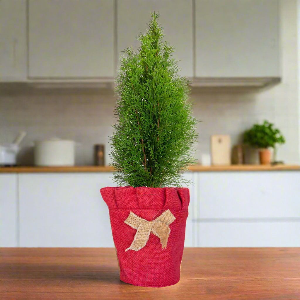 Expert Gardener Live Christmas Tree Emerald Green Arborvitae (2.5 Quart) Evergreen Plant with Decorative Burlap Wrap