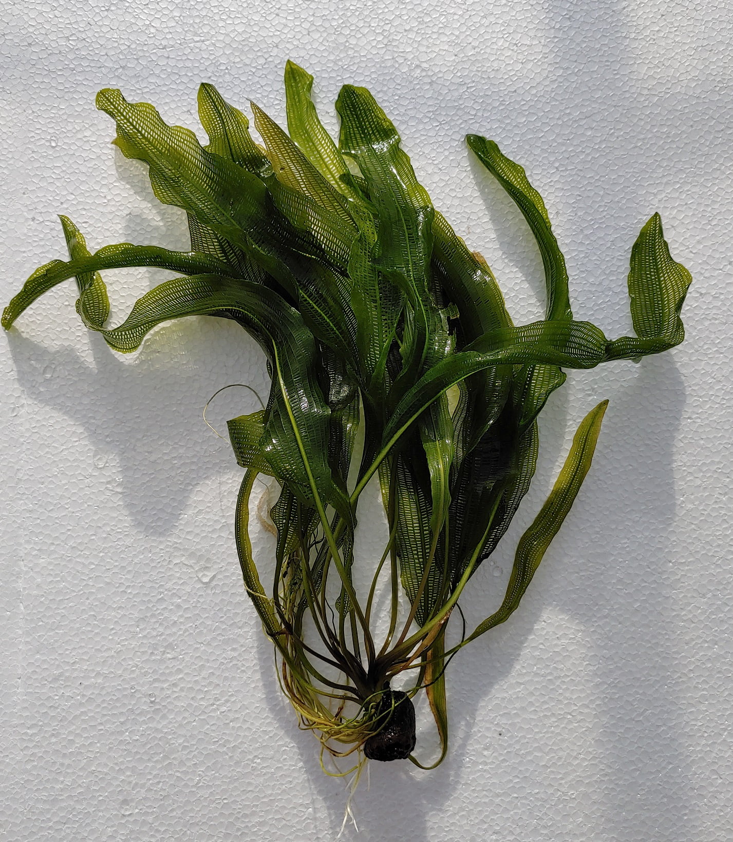 madagascar lace bulb