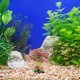 thumbnail image 4 of unbranded Artificial De Para Paisajismo En De Peces, 4 of 6