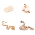 thumbnail image 1 of Bewildely 1 Juego de modelo de gusano de pala, Material plástico Premium, figuritas de insectos significativas, modelos de crecimiento educativo temprano Juguetes Educativos cobra NO29 Bewildely FN010083-29, 1 of 1