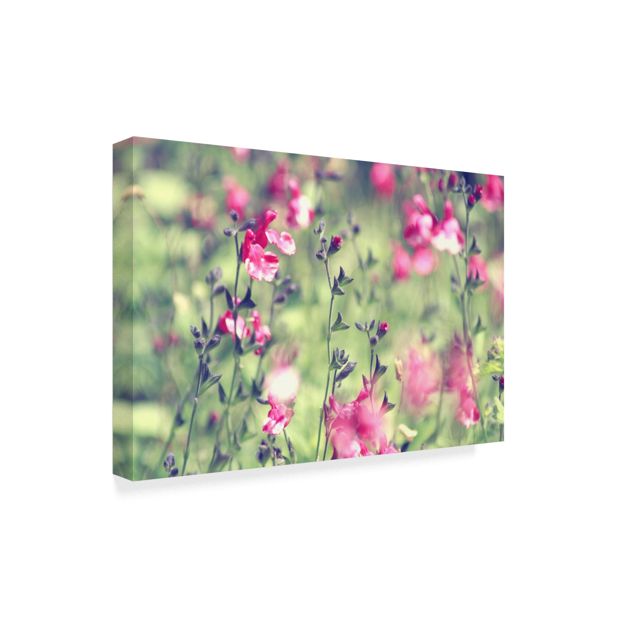 Trademark Fine Art 'Pink Flowers Stems' Canvas Art by Incredi
