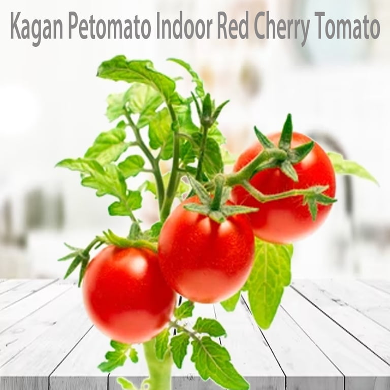 Petomato Tomato Plant Kit, Indoor Cherry Tomato Garden, Grow Hydroponically  in Recycled Bottle - Walmart.com