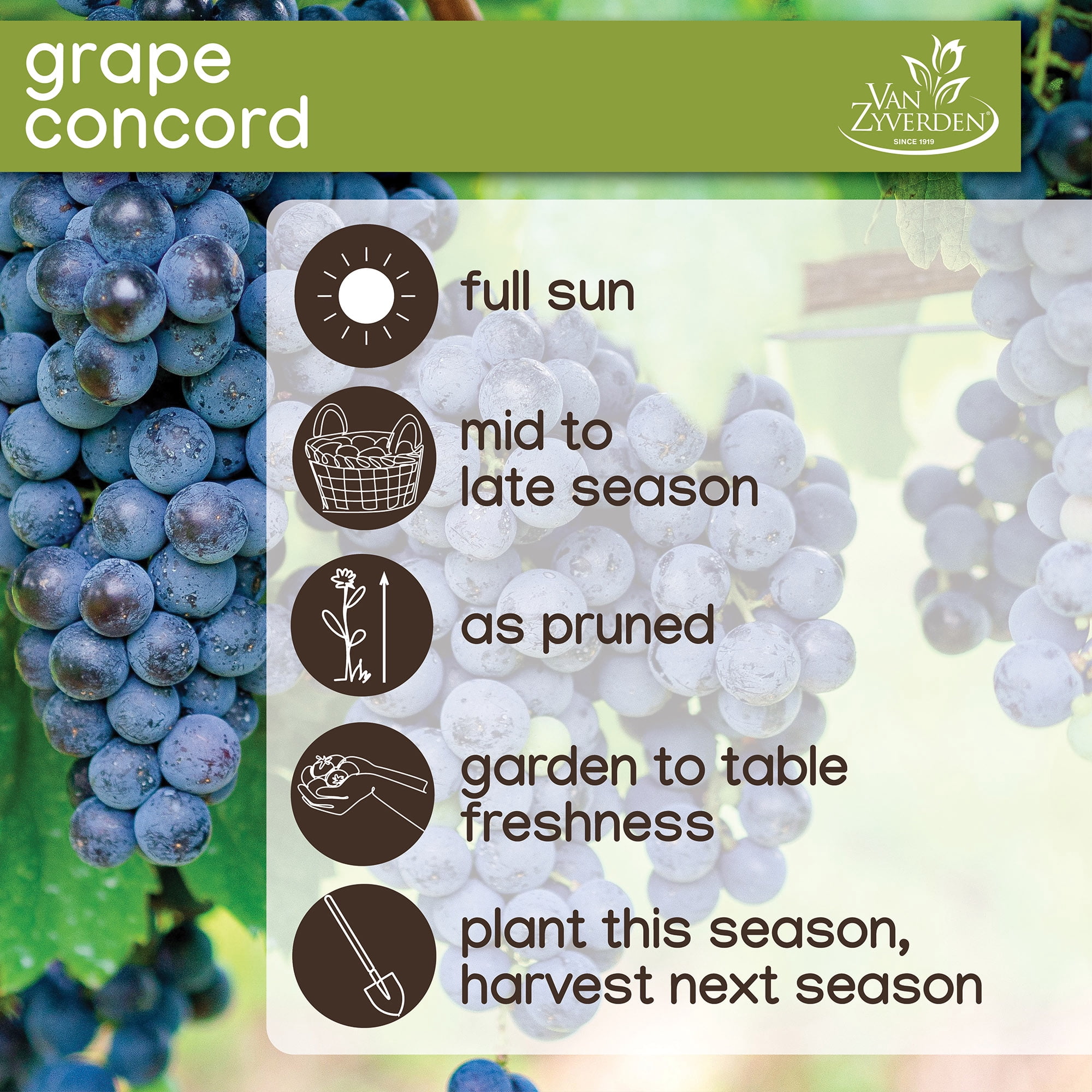 Expert Gardener Grape Collection (Set of 2 Dormant Bare Roots