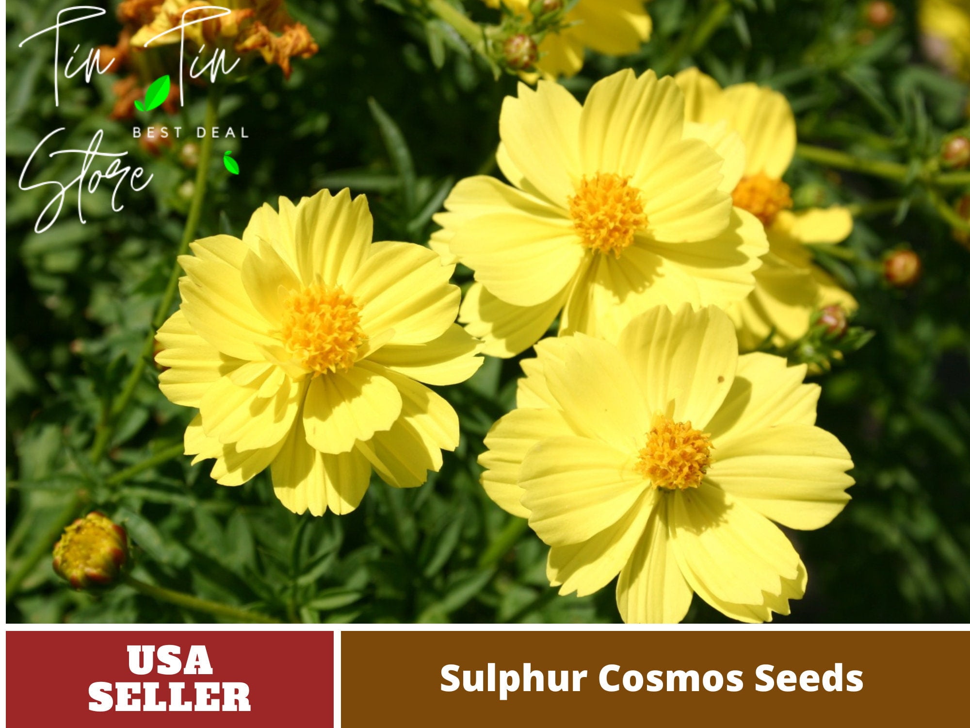 50+ Seeds Sulphur Cosmos Seeds Sulphur Carpet Mix Flower Seeds For