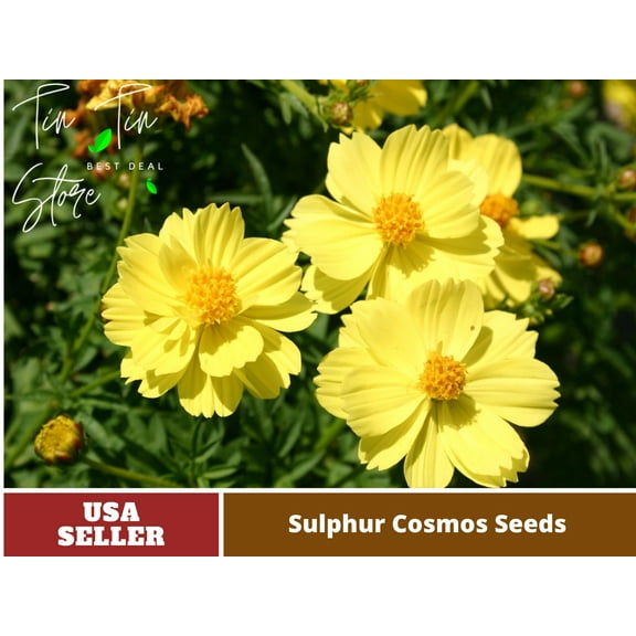 50  Seeds| Sulphur Cosmos Seeds - Sulphur Carpet Mix Flower Seeds For Planting | Seeds, Herbal Seeds, Flower,GMO Free, Authentic Seed #L011