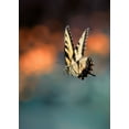 thumbnail image 2 of Shen, Yanyu 14x18 White Modern Wood Framed Museum Art Print Titled - Flying Butterfly, 2 of 4