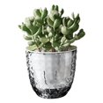 thumbnail image 1 of Colaxi Plant Pot Self Watering Flower Planter Modern Design Transparent Ornament Plastic Flower Pot Nursery Planting Pot for Terrace, 1 of 8