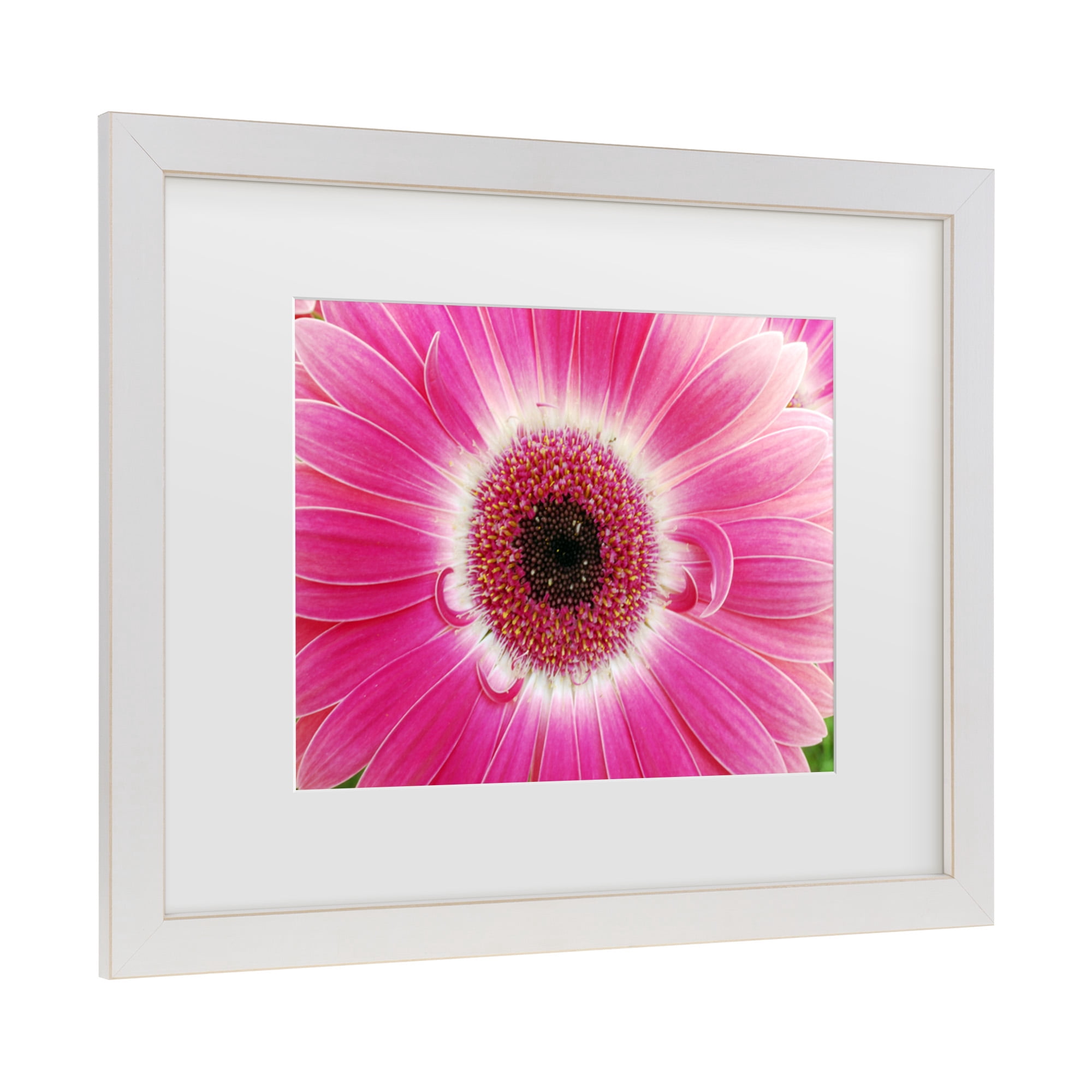 Trademark Fine Art 'Pink Gerber' Canvas Art by Kurt Shaffer