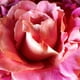 thumbnail image 5 of Acondicionador Petal Fresh Pure Suavizante Rosa y Madreselva, 480 ml, 5 of 9