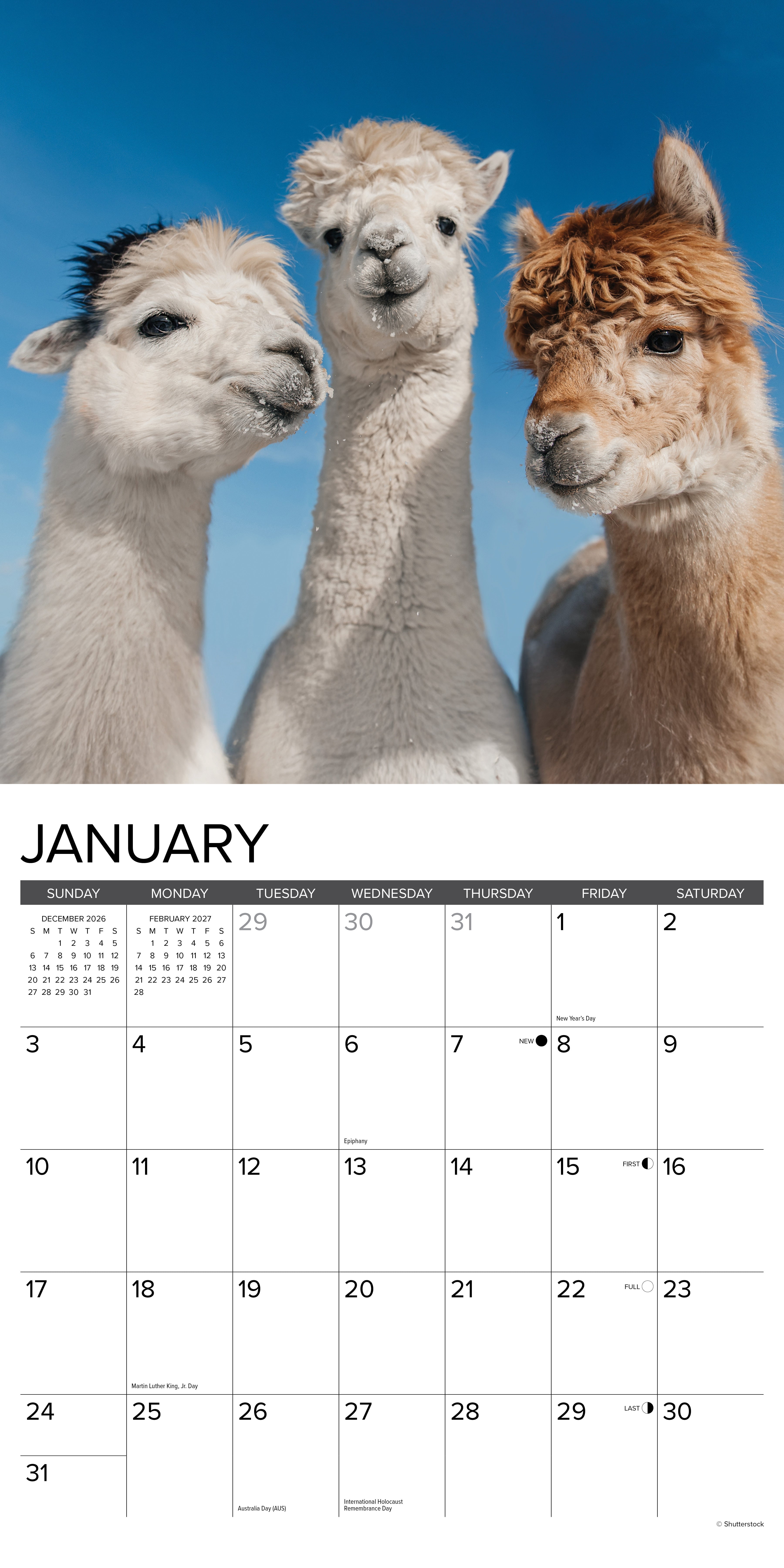 Willow Creek Press, Alpacas 2027 Wall Calendar