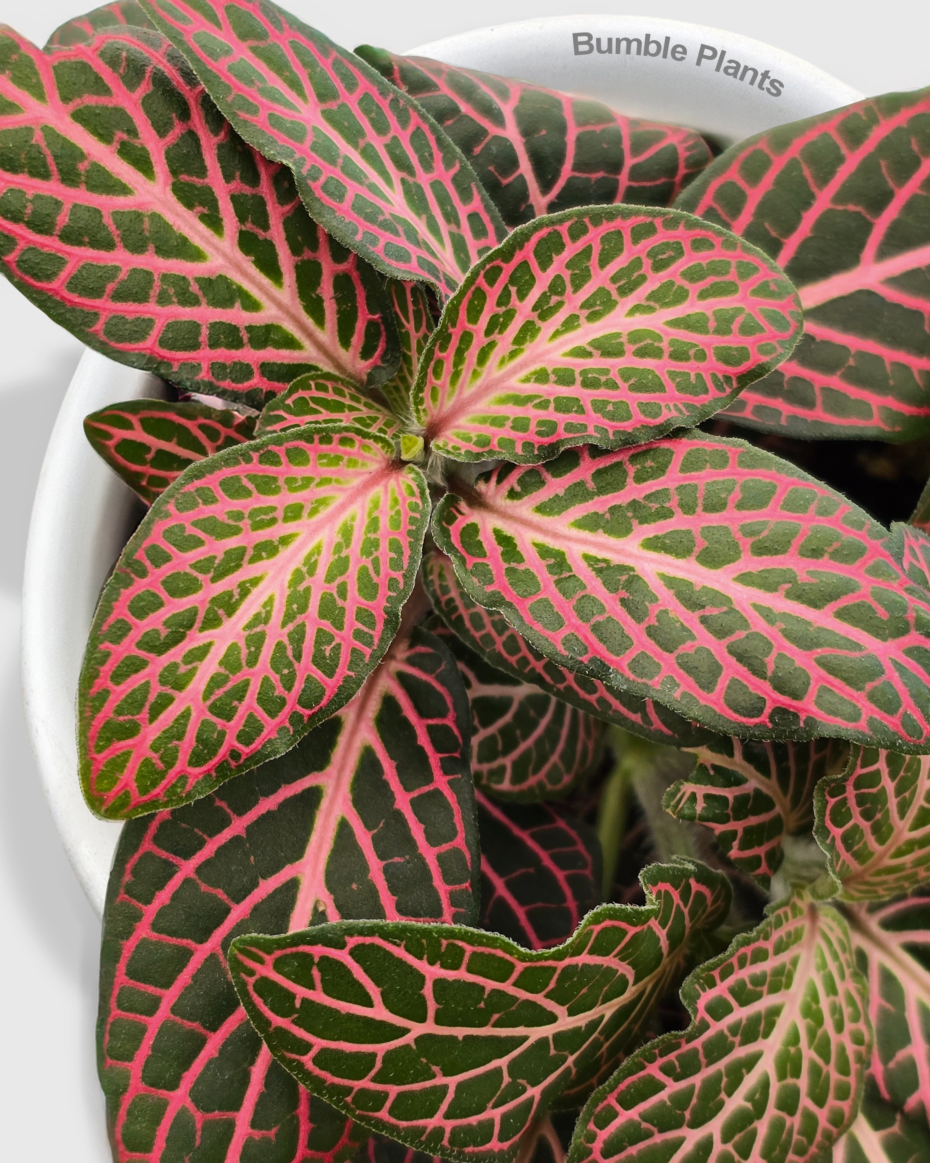 Fittonia 'Red Nerve Plant' - Live Air-Purifying Indoor Plant in Nursery Pot – Easy Care, Low Maintenance Houseplant for Home & Office Decor, Natural Air Cleaner, Best for Beginners