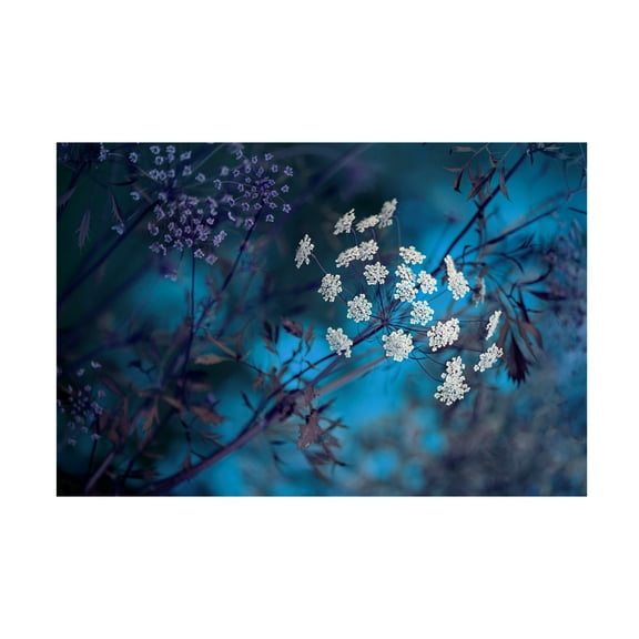 Canvas Wall Art - Jacky Parker 'Queen Annes Lace' Wall Art for Living Room, Bedroom, or Office D?cor by Trademark Fine Art - 32 x 22 Inches