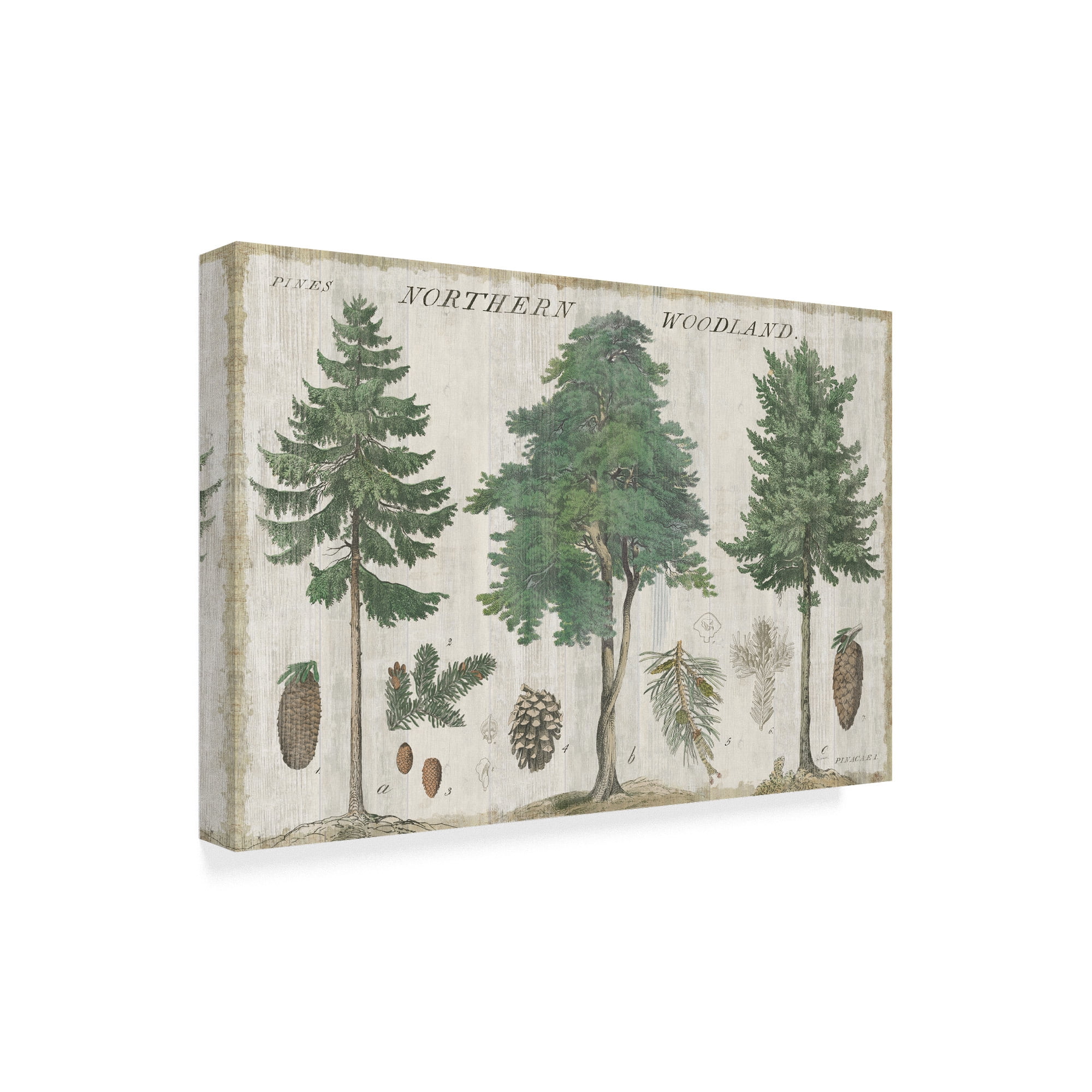 Trademark Fine Art 'Woodland Years I' Canvas Art by Sue Schlabach