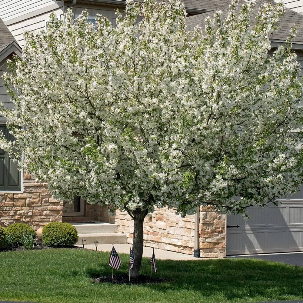 Expert Gardener 2-3 ft tall Callaway Crabapple Live Tree in 5-Gallon Grower Pot