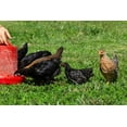 thumbnail image 3 of New Country Organics - Chicken Grower Feed - for Growing Broilers, Pullets and Cockerels - Soy-Free - 19% Protein - Certified Organic & Non-GMO - 25 Lbs, 3 of 9