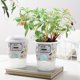 thumbnail image 3 of Gwong Juguete Niños Bonsai Kit Interactivo DIY DIY Alivio de Estrievo para niños Girasol Planting Pot Juego de jardinería para niños Gwong 30011126, 3 of 6
