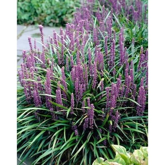 Royal Purple Liriope Live Plant in a Trade Gallon Pot Pack of Two