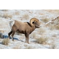 thumbnail image 2 of Garber, Howie 18x13 Black Ornate Wood Framed with Double Matting Museum Art Print Titled - Large Bighorn Ram grazing in meadow-National elk Reserve near Grand Teton National Park-Wyoming, 2 of 4