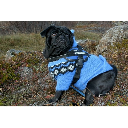- canvas print blue pug cute dog canine clothing jacket stretched canvas 10 x 14