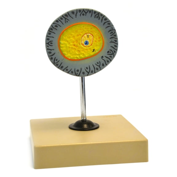 Eisco Labs Model of Human Female Egg - 6.5" tall on 5"x 5" base