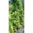thumbnail image 2 of TomorrowSeeds - You Fong Wong Yard Long Bean Seeds - 30+ Count - For 2025 Planting Black Seeded Pole, 2 of 11