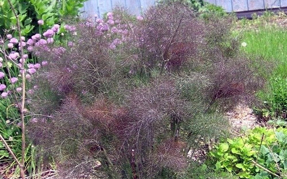 Bronze Fennel Perennial Herb Live Plant 3" Pot