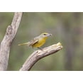 thumbnail image 2 of Kaveney, Wendy 24x18 White Modern Wood Framed Museum Art Print Titled - AZ, Santa Rita Mts Hepatic tanager eating bee, 2 of 4