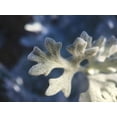 thumbnail image 2 of Grayscale 14x12 Black Ornate Wood Framed with Double Matting Museum Art Print Titled - Dusty Miller I, 2 of 4