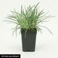 thumbnail image 3 of Border Carnation Dianthus Flowering Perennial Starter Plant (1-Pack), 3 of 3