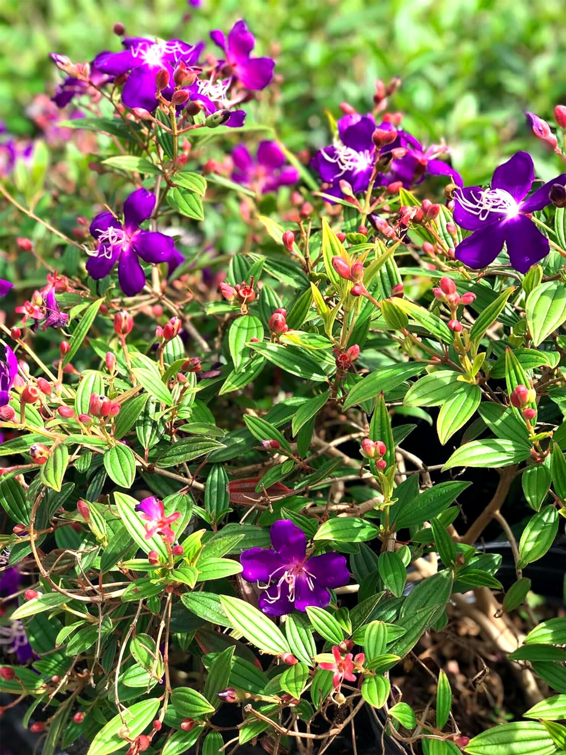 Tibouchina Dwarf Princess Flower I 10 Live Plants I Lepidotal Compact Size, Eye-Catching Purple Blooms, Heat-Tolerant, Ideal for Small Gardens and Containers