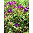thumbnail image 2 of Tibouchina Dwarf  3 Extra Large 3 Gallon Plants  Tibouchina granulosa Compacta  Vibrant Purple Blooms  Garden Showstopper, 2 of 8