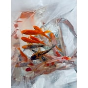 Goldfish Pond Pack #3 (Includes Shubunkins & Comets) by Toledo Goldfish
