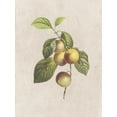 thumbnail image 2 of Lewis, Sheldon 19x24 White Modern Wood Framed Museum Art Print Titled - Fruity Botanic 3, 2 of 4