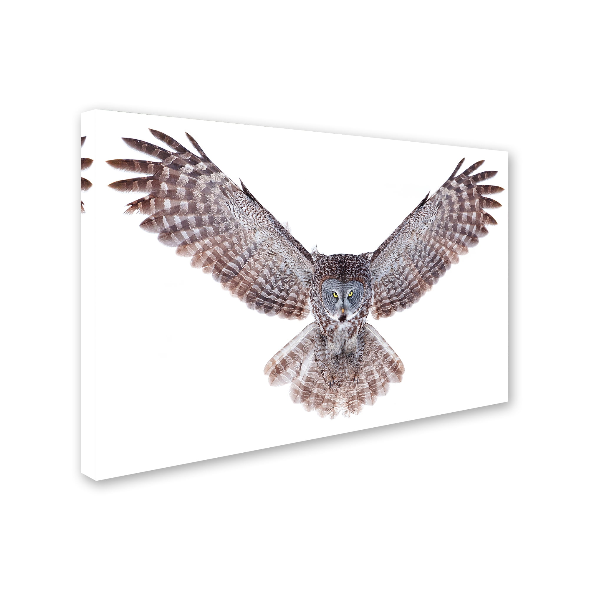 Trademark Fine Art 'Great Grey Owl' Canvas Art by Jim Cumming