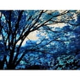 thumbnail image 3 of Scott, Derek 14x12 Black Modern Framed Museum Art Print Titled - Blue Forest III, 3 of 5