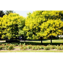 10 GOLDEN RAIN TREE Goldenrain Koelreuteria Paniculata Yellow Flower Seeds
