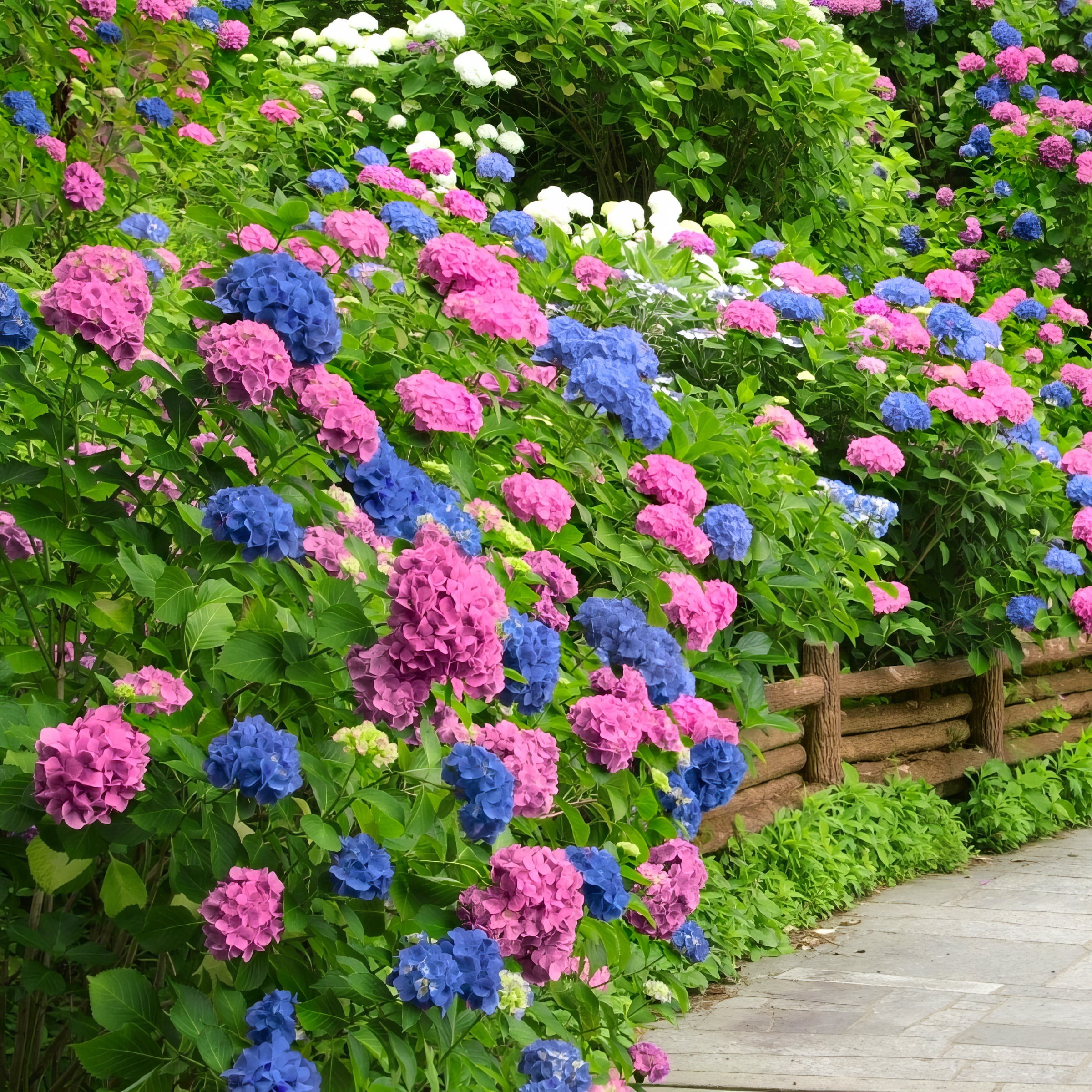 National Plant Network 4" Hydrangea 'LA Dreamin'Live Perennial Shrub with Partial Sun (3-Pack)