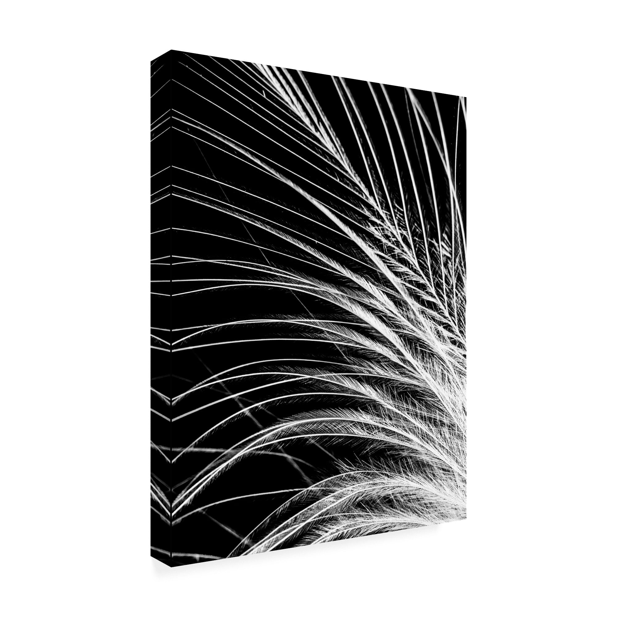 Trademark Fine Art 'White Feather' Canvas Art by Incado
