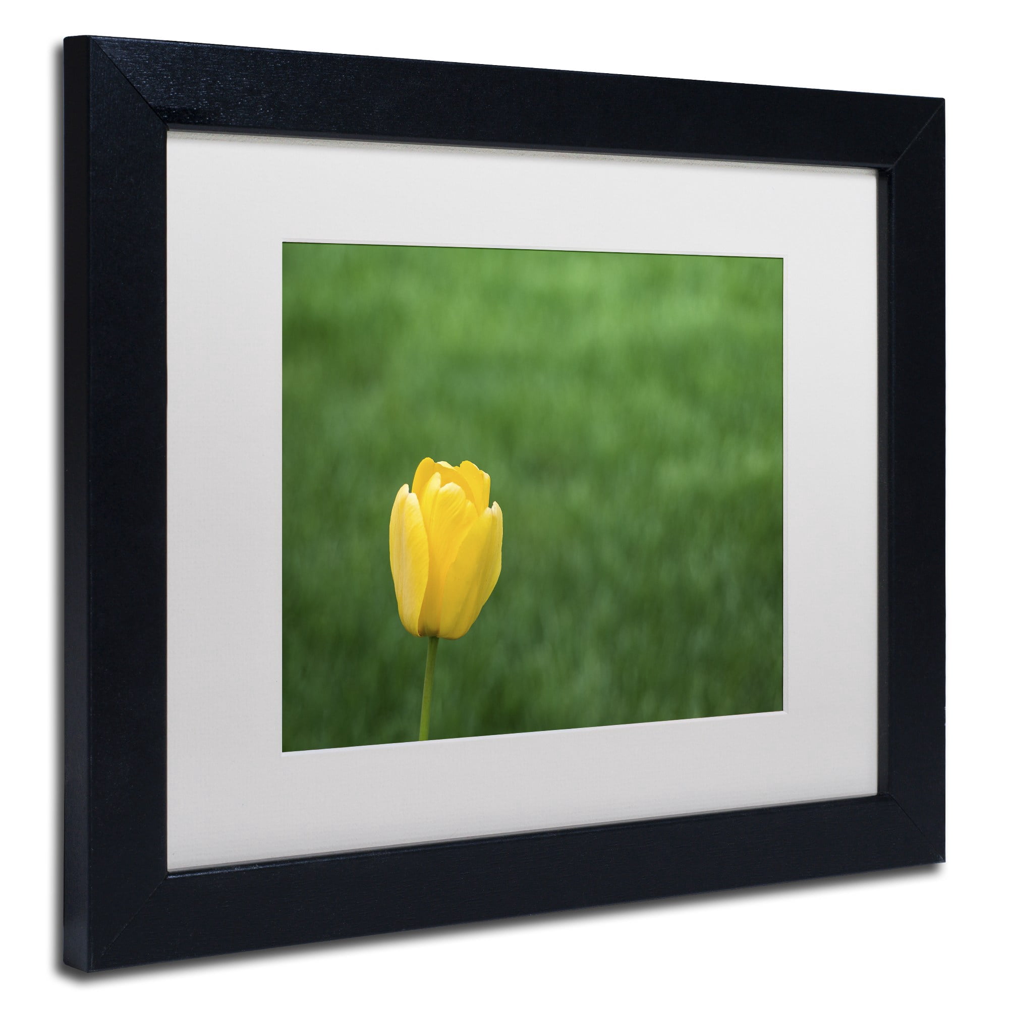 Trademark Fine Art "A Lone Yellow Tulip 2" Canvas Art by Kurt Shaffer, White Matte, Black Frame