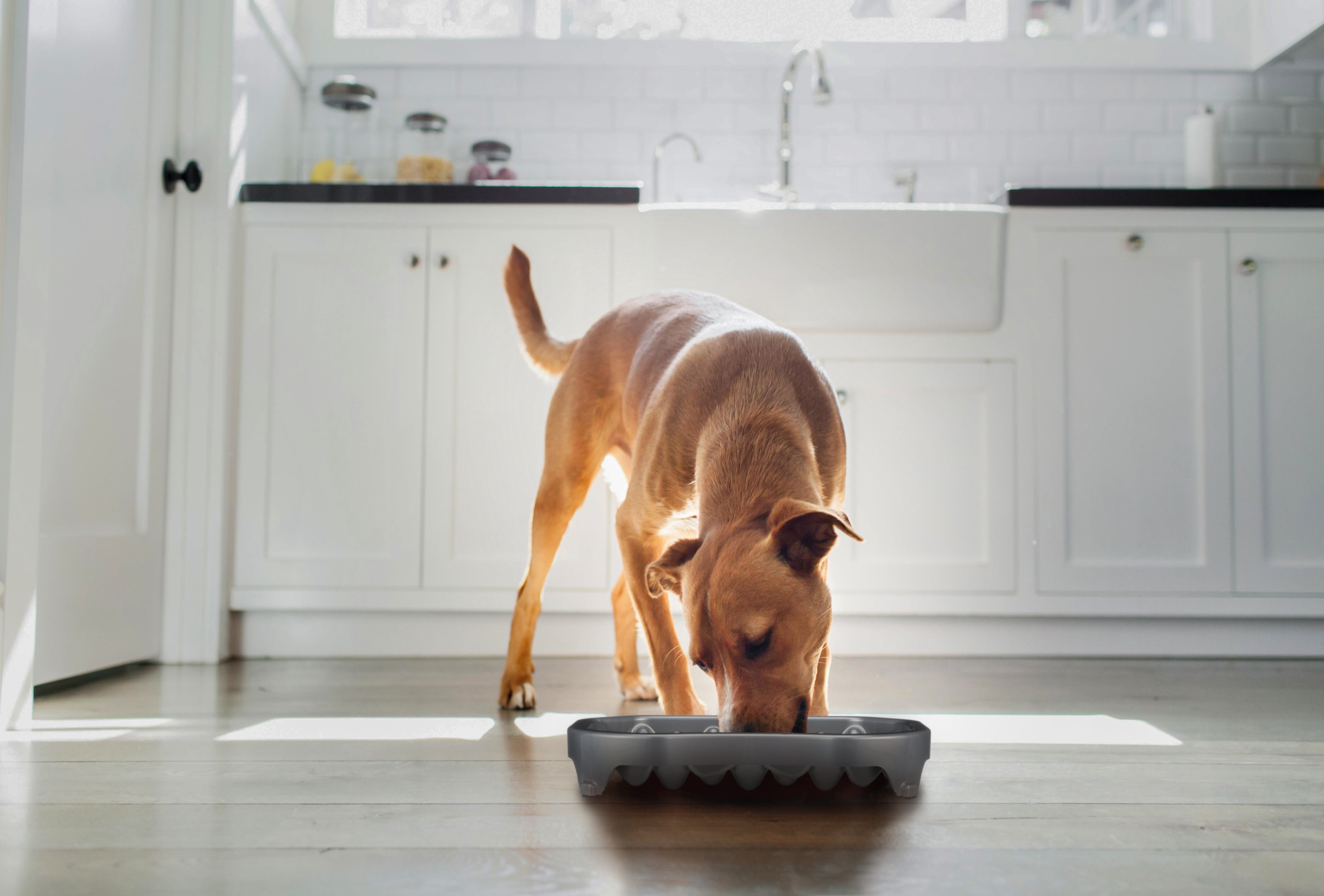 Neater Pet Brands Neater Slow Feeder Double Diner Food and Water Bowl - Improves Digestion, Stops Obesity, and Slows Down Eating, Gunmetal