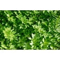 thumbnail image 3 of 50 Seeds LOVAGE Levistucum Officinale - Flavor like celery & anise - Herb Flower, 3 of 9