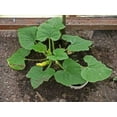 thumbnail image 4 of 50 Table Queen ACORN SQUASH Winter Cucurbita Pepo Vegetable Seeds, 4 of 5