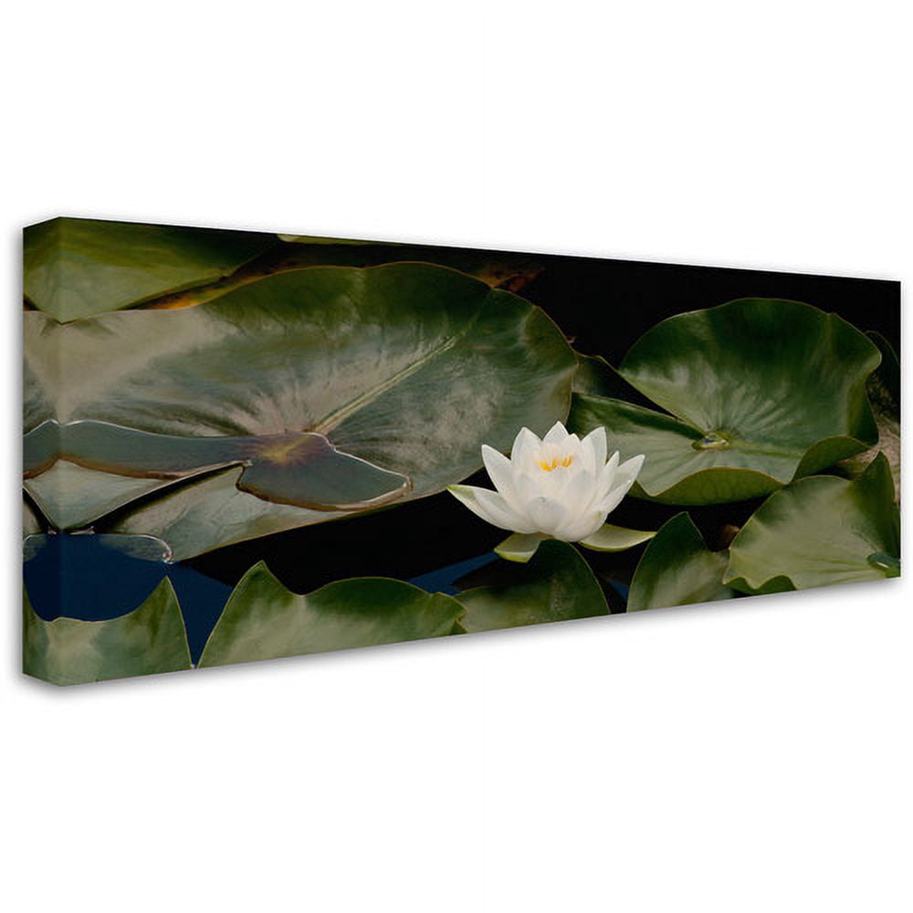 Trademark Fine Art "One White Water Lily" Canvas Art by Kurt Shaffer