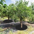 thumbnail image 6 of Triani 4 Pack Tree Mulch Ring Weed Control with 16 Garden Stakes Thickened Tree Root Protection Mats Reusable Tree Protector Mat for Landscape Control Plant Root(Black), 6 of 7