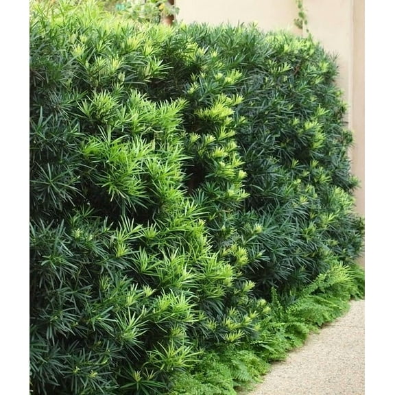 Podocarpus Macrophyllus I 3 Large Gallon Size Plants I Japanese Yew I Live Evergreen Yew Pine - Perfect for Landscaping and Privacy Screens