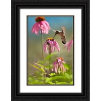 Fitzharris, Tim 13x18 Black Ornate Wood Framed with Double Matting Museum Art Print Titled - Black Chinned Hummingbird