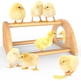 thumbnail image 1 of Mini Chick Perch With Mirror, Mini Chick Roost, Strong Bamboo Roosting Bar For Coop Brooder Training Perch Toys, 1 of 5